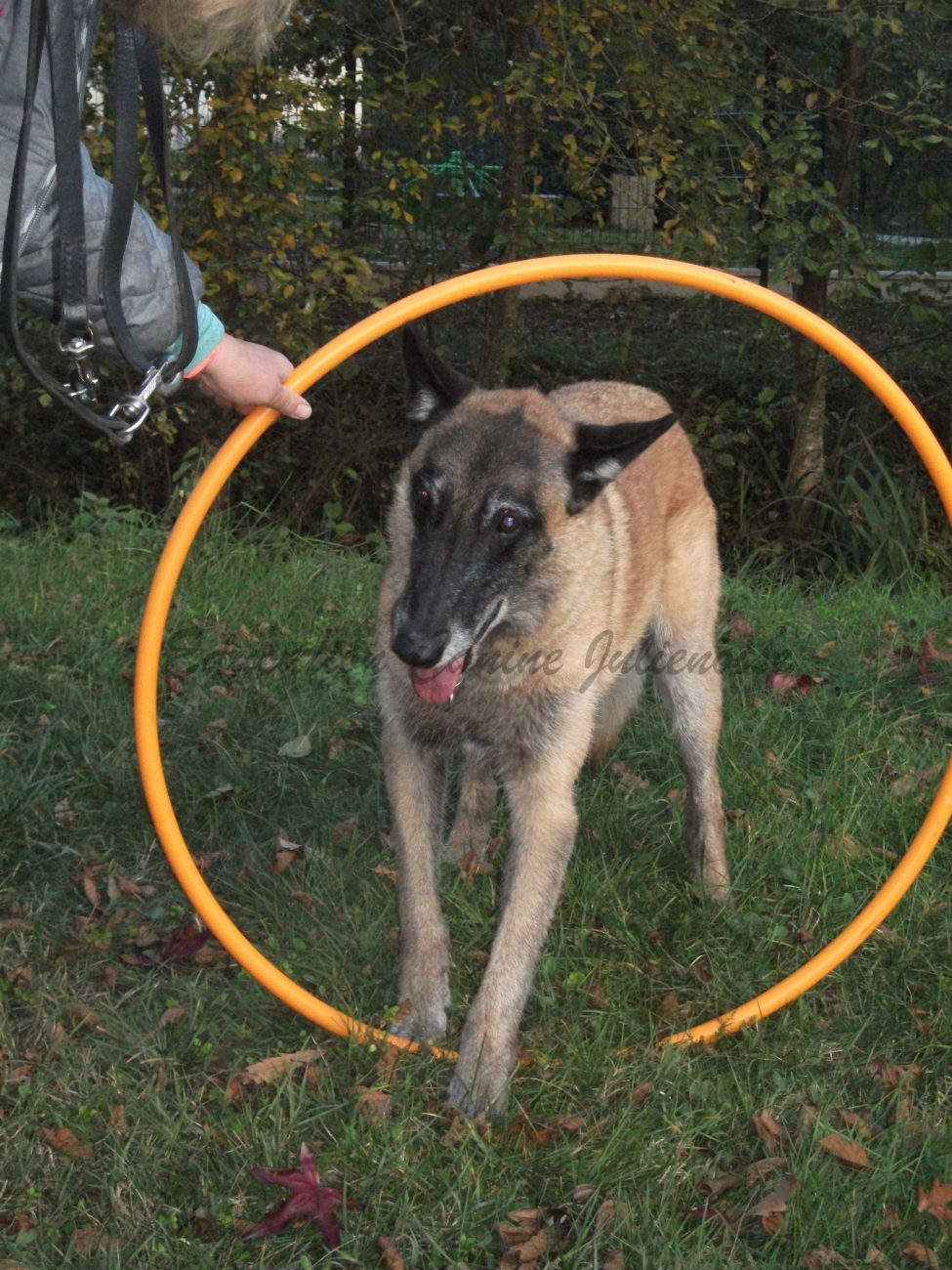 MALINOIS-EROS (2)